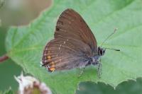Satyrium ilicis