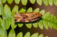 Archips xylosteana