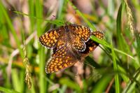 Melitaea phoebe