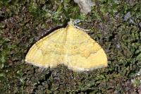Camptogramma bilineata