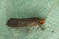 Cephimallota crassiflavella
