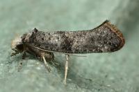 Paraswammerdamia nebulella