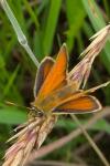 Thymelicus sylvestris
