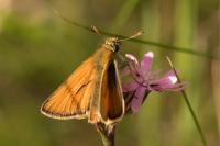 Thymelicus sylvestris
