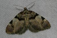 Anticlea derivata