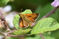 Ochlodes sylvanus