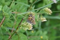 Vanessa cardui