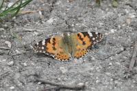 Vanessa cardui