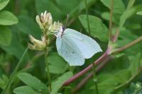 Gonepteryx rhamni