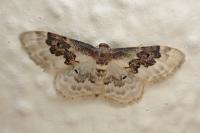 Idaea rusticata