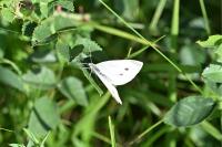 Pieris rapae