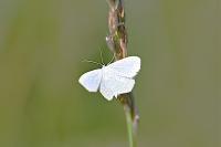 Scopula immutata