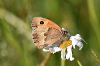 Maniola jurtina