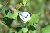Pieris brassicae