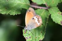Coenonympha arcania