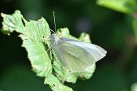 Pieris rapae