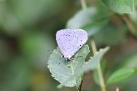 Celastrina argiolus