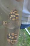 Aglais io