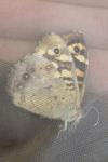 Aglais io