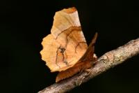 Selenia lunularia