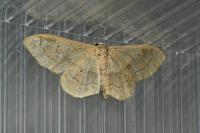 Idaea aversata