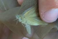 Pieris rapae