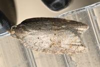 Acleris sparsana