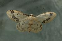 Idaea trigeminata