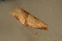 Clepsis consimilana