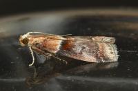 Acrobasis repandana