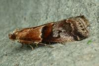 Acrobasis repandana