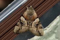 Catocala fulminea