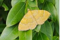 Camptogramma bilineata