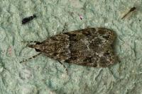 Eudonia mercurella