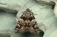 Catocala promissa