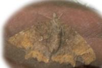 Pieris rapae