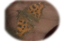 Pieris rapae