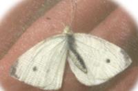 Polygonia c-album