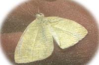 Polygonia c-album