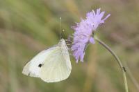Pieris brassicae