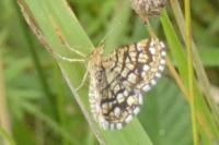 Chiasmia clathrata