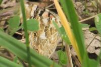 Vanessa cardui