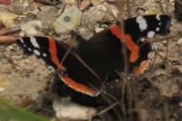 Vanessa atalanta