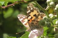 Vanessa cardui