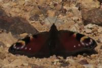 Aglais io