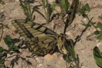 Papilio machaon