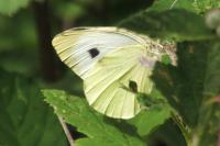 Pieris rapae