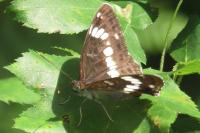 Limenitis camilla