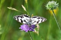 Melanargia galathea