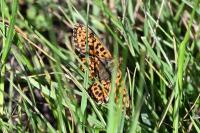 Boloria dia
